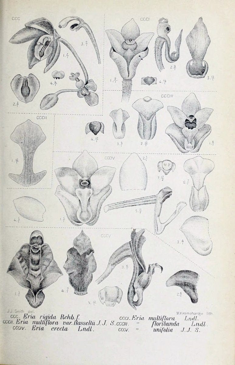 Die orchideen von Java /.Leiden :E. J. Brill,1905-1914.  | Indonesia Java Orchids | Vintage Print Reproduction 472159