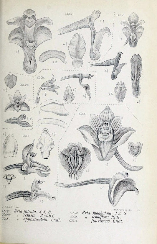 Die orchideen von Java /.Leiden :E. J. Brill,1905-1914.  | Indonesia Java Orchids | Vintage Print Reproduction 472160