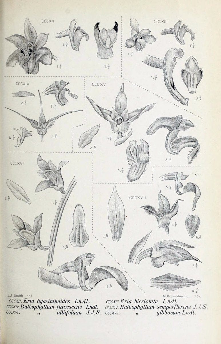 Die orchideen von Java /.Leiden :E. J. Brill,1905-1914.  | Indonesia Java Orchids | Vintage Print Reproduction 472161