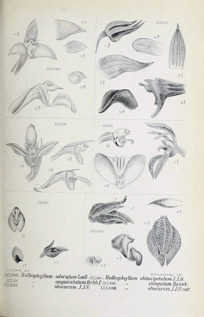Die orchideen von Java /.Leiden :E. J. Brill,1905-1914.  | Indonesia Java Orchids | Vintage Print Reproduction 472162