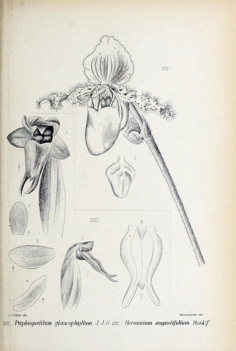 Die orchideen von Java /.Leiden :E. J. Brill,1905-1914.  | Indonesia Java Orchids | Vintage Print Reproduction 472163