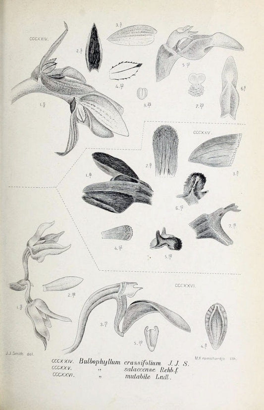 Die orchideen von Java /.Leiden :E. J. Brill,1905-1914.  | Indonesia Java Orchids | Vintage Print Reproduction 472164