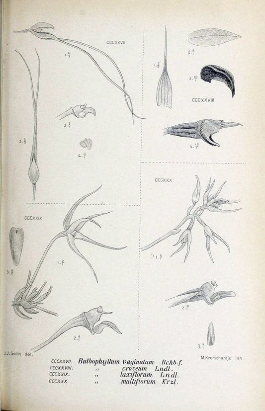 Die orchideen von Java /.Leiden :E. J. Brill,1905-1914.  | Indonesia Java Orchids | Vintage Print Reproduction 472165