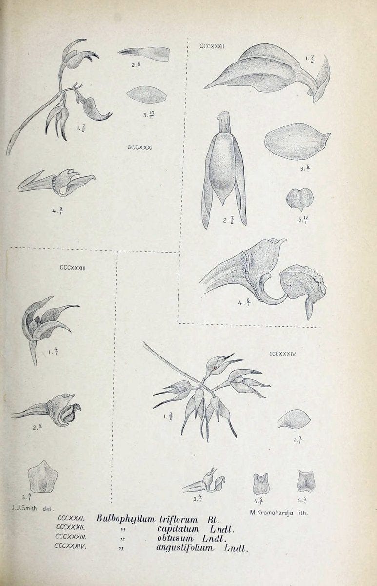Die orchideen von Java /.Leiden :E. J. Brill,1905-1914.  | Indonesia Java Orchids | Vintage Print Reproduction 472166