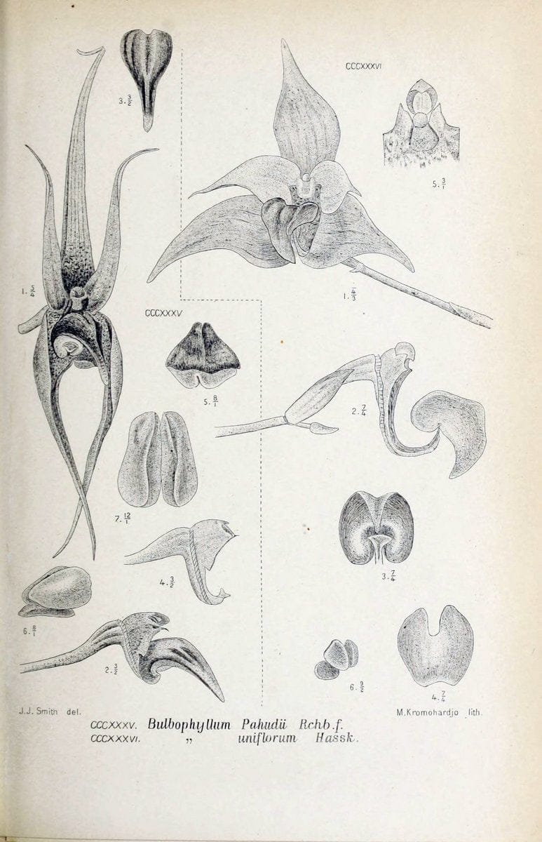 Die orchideen von Java /.Leiden :E. J. Brill,1905-1914.  | Indonesia Java Orchids | Vintage Print Reproduction 472167