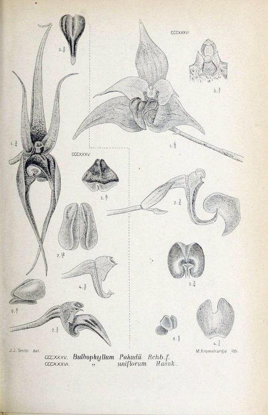 Die orchideen von Java /.Leiden :E. J. Brill,1905-1914.  | Indonesia Java Orchids | Vintage Print Reproduction 472167
