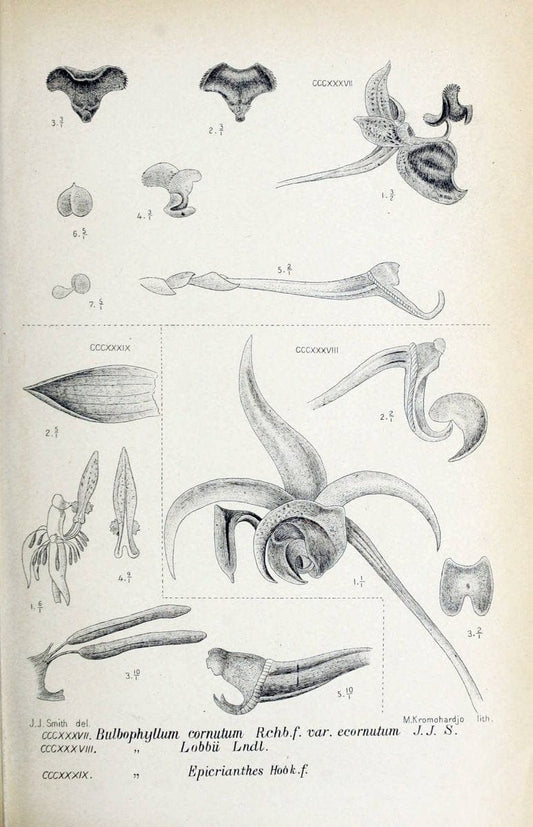 Die orchideen von Java /.Leiden :E. J. Brill,1905-1914.  | Indonesia Java Orchids | Vintage Print Reproduction 472168