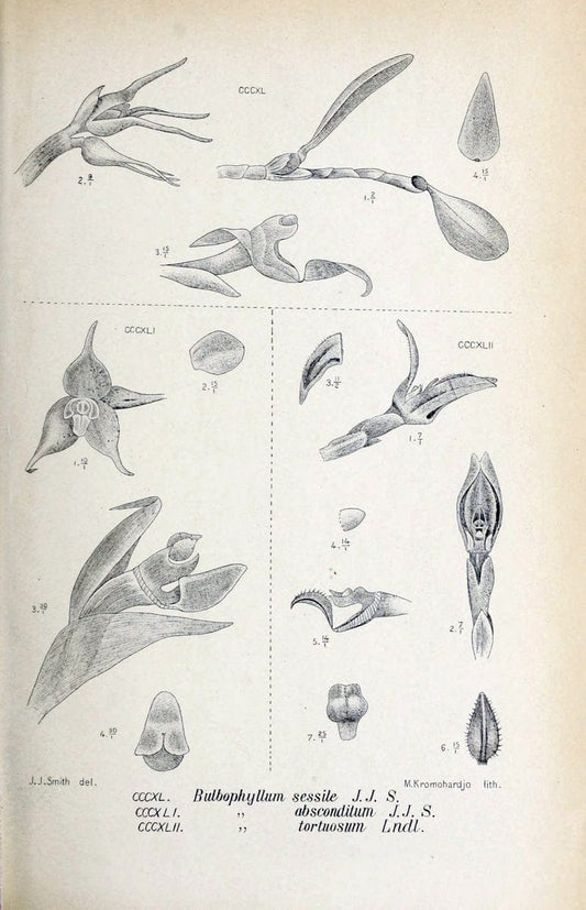 Die orchideen von Java /.Leiden :E. J. Brill,1905-1914.  | Indonesia Java Orchids | Vintage Print Reproduction 472169