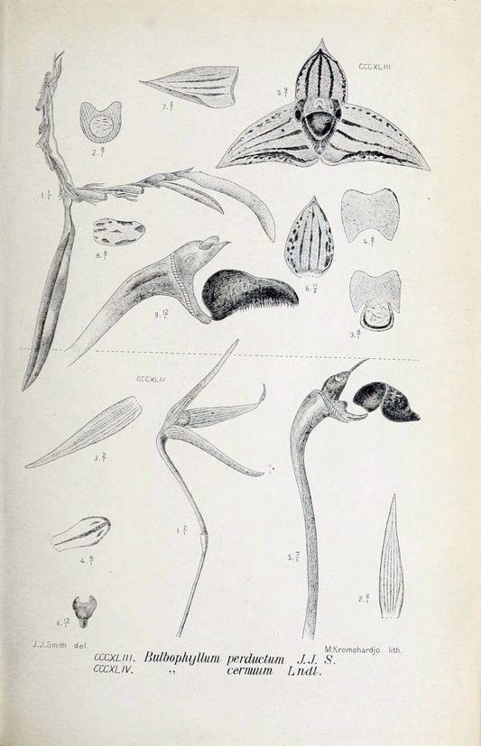 Die orchideen von Java /.Leiden :E. J. Brill,1905-1914.  | Indonesia Java Orchids | Vintage Print Reproduction 472170