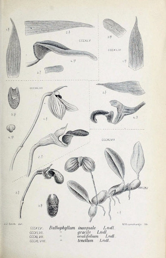 Die orchideen von Java /.Leiden :E. J. Brill,1905-1914.  | Indonesia Java Orchids | Vintage Print Reproduction 472171
