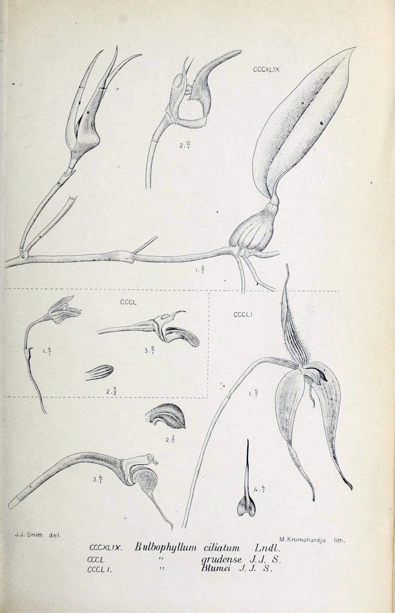 Die orchideen von Java /.Leiden :E. J. Brill,1905-1914.  | Indonesia Java Orchids | Vintage Print Reproduction 472172