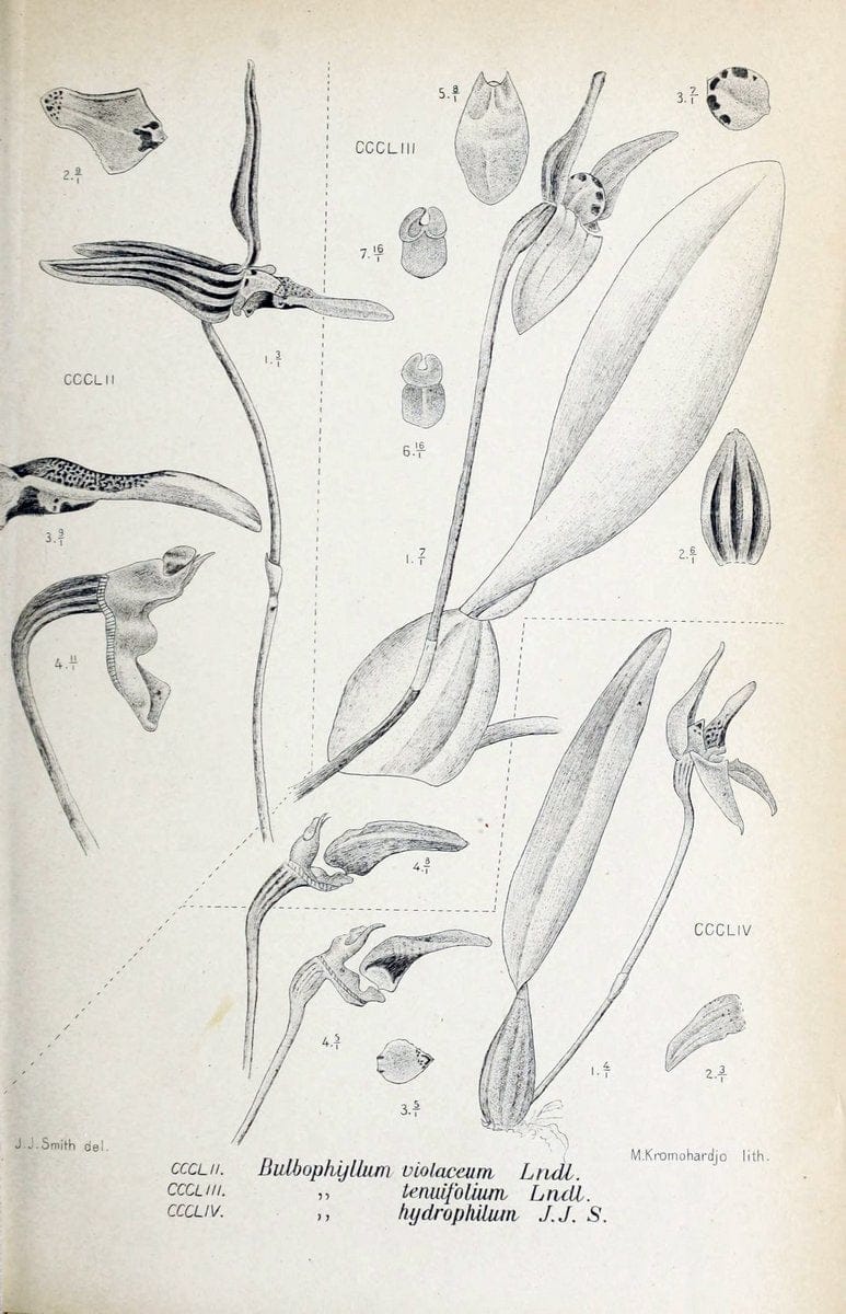 Die orchideen von Java /.Leiden :E. J. Brill,1905-1914.  | Indonesia Java Orchids | Vintage Print Reproduction 472173