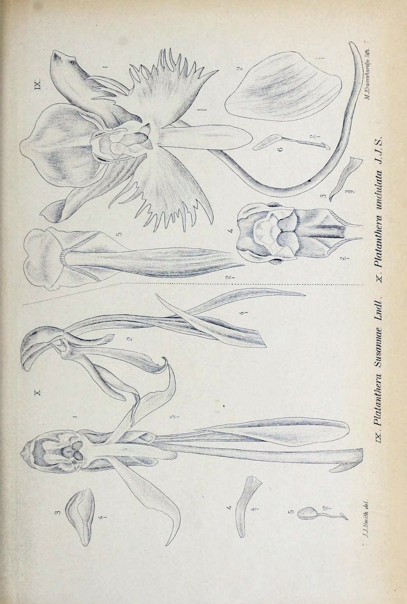 Die orchideen von Java /.Leiden :E. J. Brill,1905-1914.  | Indonesia Java Orchids | Vintage Print Reproduction 472174