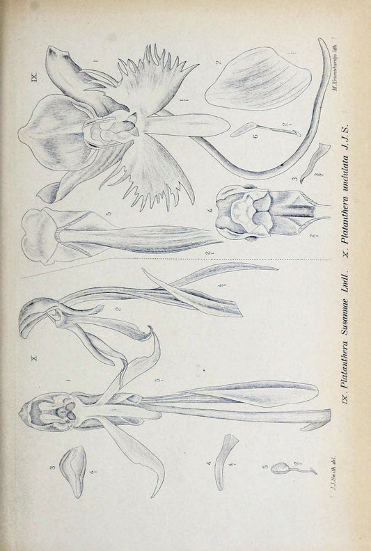 Die orchideen von Java /.Leiden :E. J. Brill,1905-1914.  | Indonesia Java Orchids | Vintage Print Reproduction 472174