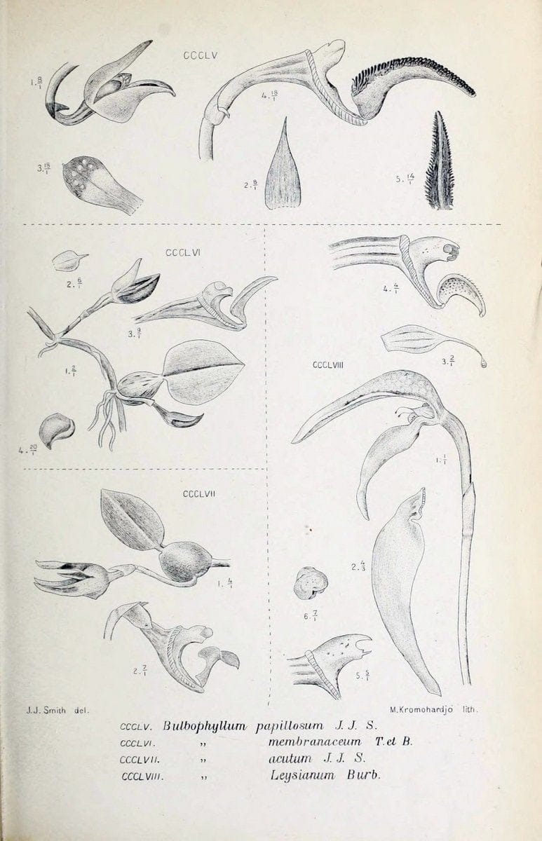 Die orchideen von Java /.Leiden :E. J. Brill,1905-1914.  | Indonesia Java Orchids | Vintage Print Reproduction 472175