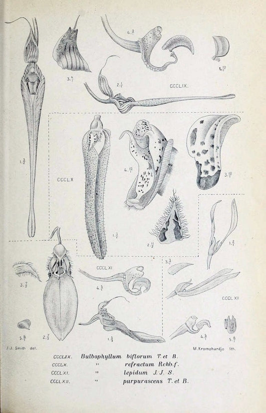 Die orchideen von Java /.Leiden :E. J. Brill,1905-1914.  | Indonesia Java Orchids | Vintage Print Reproduction 472176