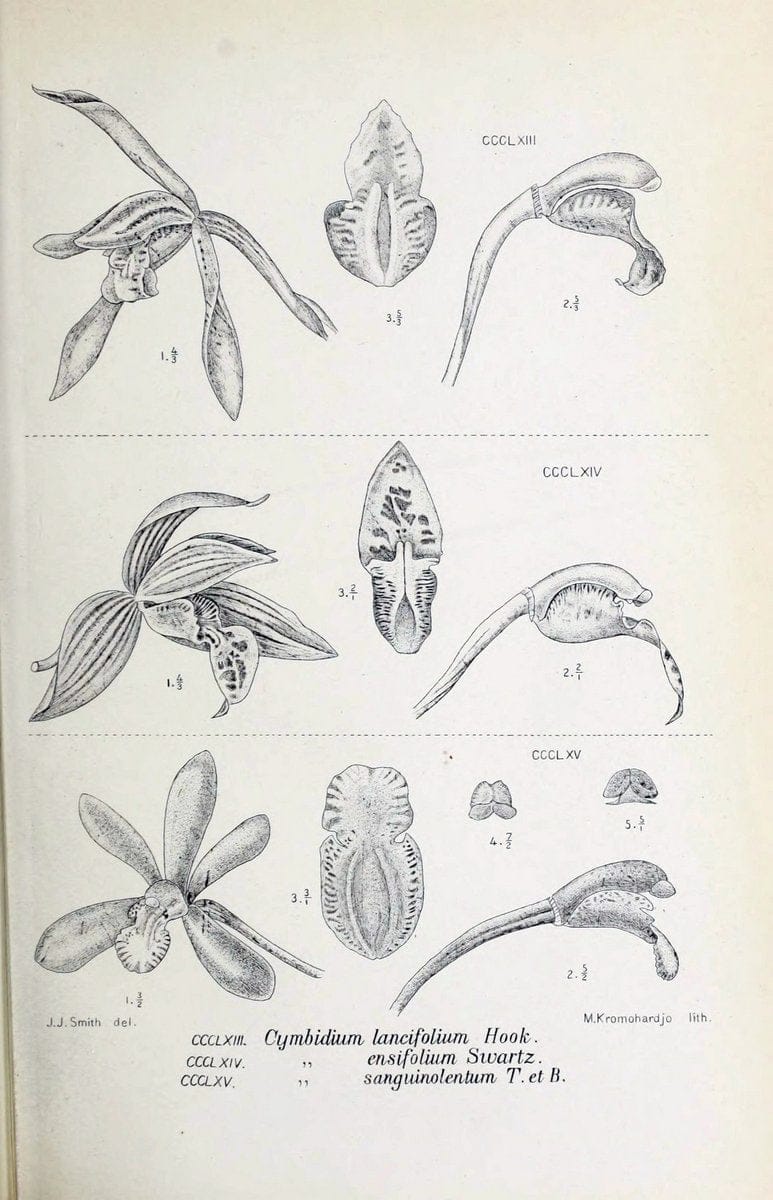 Die orchideen von Java /.Leiden :E. J. Brill,1905-1914.  | Indonesia Java Orchids | Vintage Print Reproduction 472177