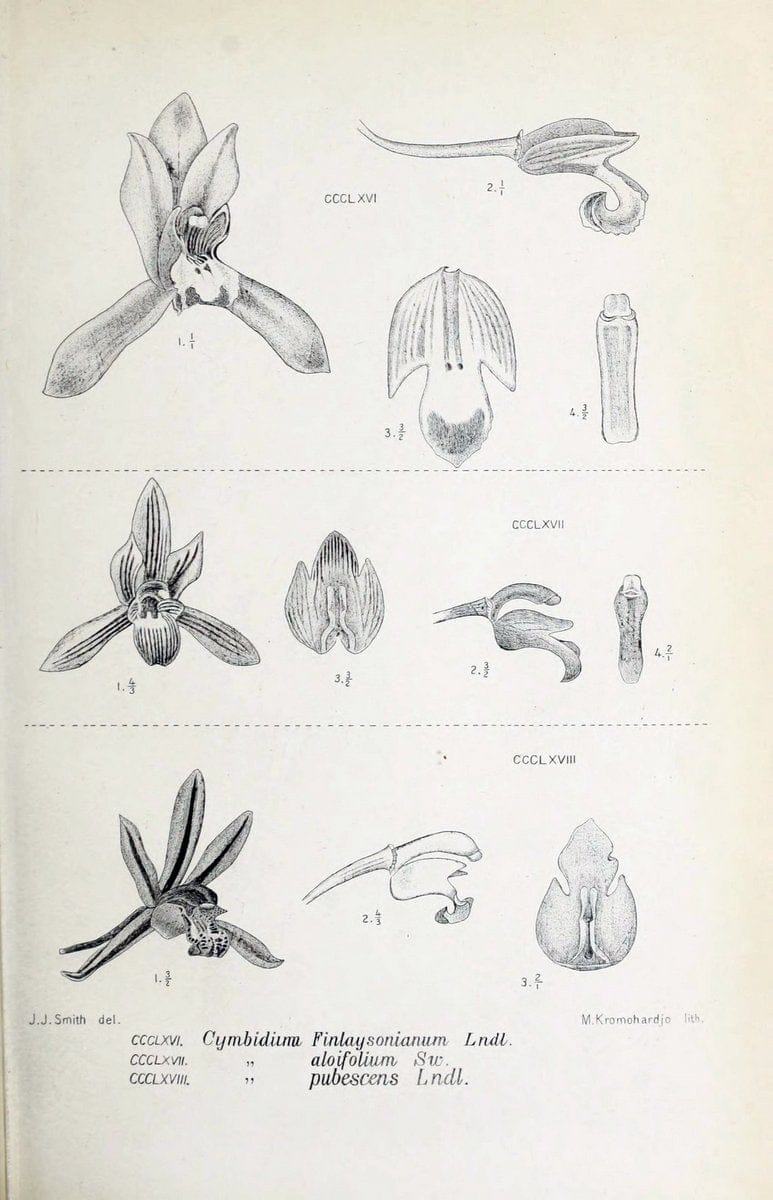 Die orchideen von Java /.Leiden :E. J. Brill,1905-1914.  | Indonesia Java Orchids | Vintage Print Reproduction 472178