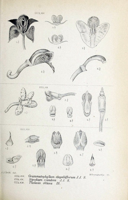 Die orchideen von Java /.Leiden :E. J. Brill,1905-1914.  | Indonesia Java Orchids | Vintage Print Reproduction 472179