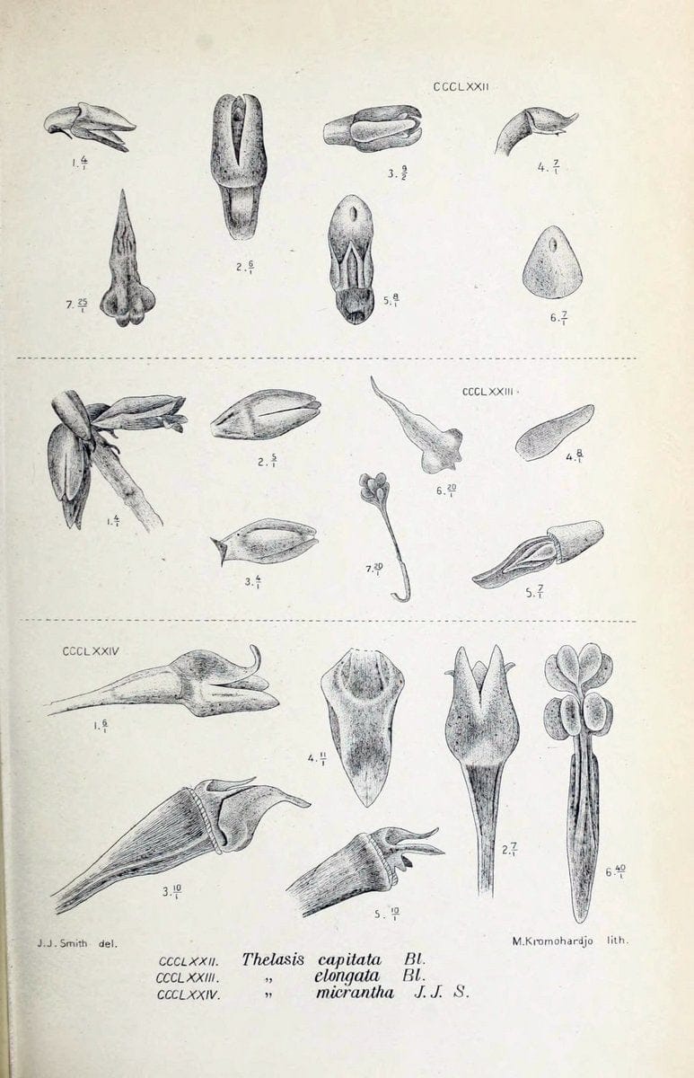 Die orchideen von Java /.Leiden :E. J. Brill,1905-1914.  | Indonesia Java Orchids | Vintage Print Reproduction 472180