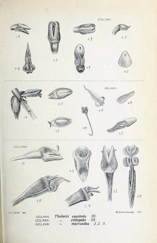 Die orchideen von Java /.Leiden :E. J. Brill,1905-1914.  | Indonesia Java Orchids | Vintage Print Reproduction 472180