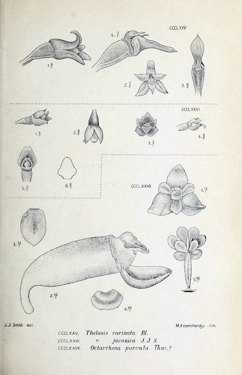 Die orchideen von Java /.Leiden :E. J. Brill,1905-1914.  | Indonesia Java Orchids | Vintage Print Reproduction 472181