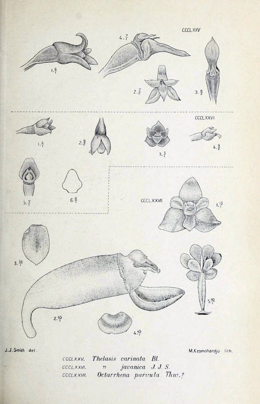 Die orchideen von Java /.Leiden :E. J. Brill,1905-1914.  | Indonesia Java Orchids | Vintage Print Reproduction 472181