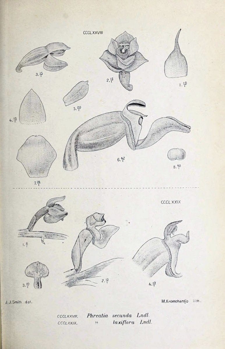 Die orchideen von Java /.Leiden :E. J. Brill,1905-1914.  | Indonesia Java Orchids | Vintage Print Reproduction 472182
