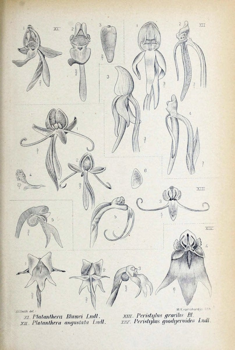 Die orchideen von Java /.Leiden :E. J. Brill,1905-1914.  | Indonesia Java Orchids | Vintage Print Reproduction 472183