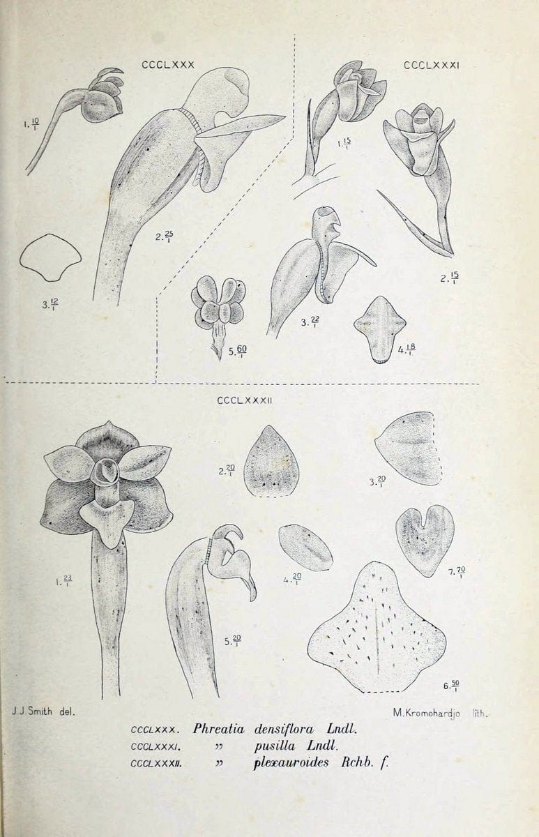 Die orchideen von Java /.Leiden :E. J. Brill,1905-1914.  | Indonesia Java Orchids | Vintage Print Reproduction 472184