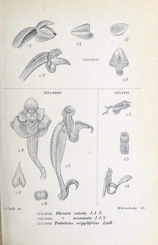 Die orchideen von Java /.Leiden :E. J. Brill,1905-1914.  | Indonesia Java Orchids | Vintage Print Reproduction 472185