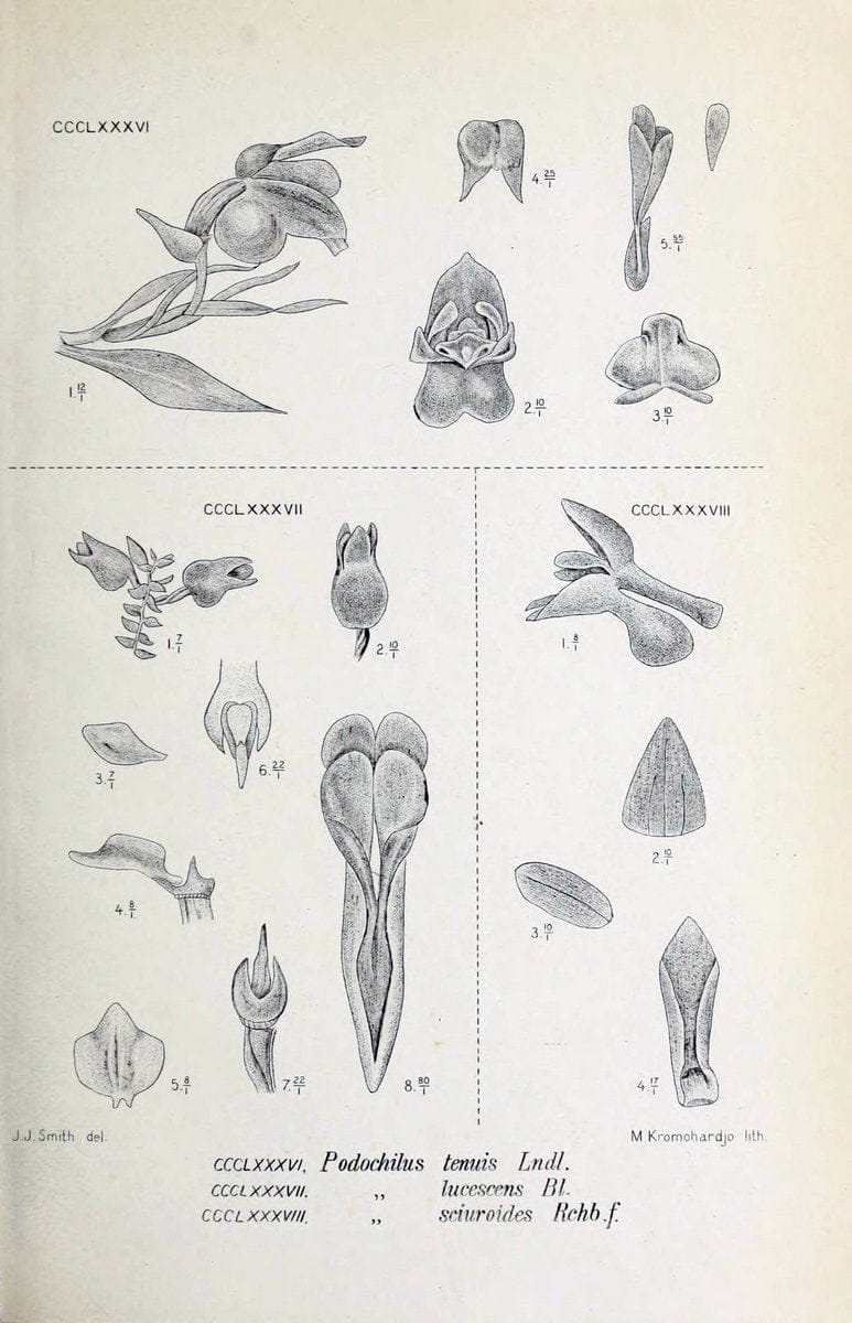 Die orchideen von Java /.Leiden :E. J. Brill,1905-1914.  | Indonesia Java Orchids | Vintage Print Reproduction 472186