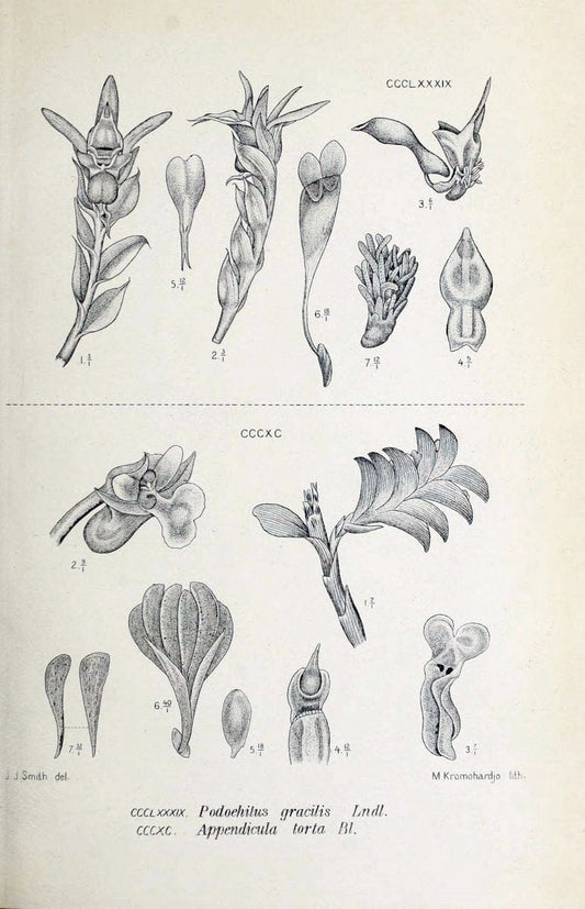 Die orchideen von Java /.Leiden :E. J. Brill,1905-1914.  | Indonesia Java Orchids | Vintage Print Reproduction 472187