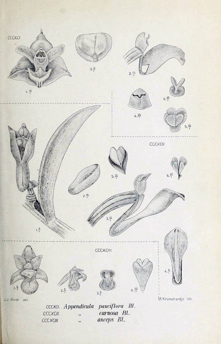 Die orchideen von Java /.Leiden :E. J. Brill,1905-1914.  | Indonesia Java Orchids | Vintage Print Reproduction 472188