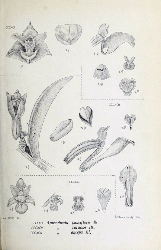 Die orchideen von Java /.Leiden :E. J. Brill,1905-1914.  | Indonesia Java Orchids | Vintage Print Reproduction 472188