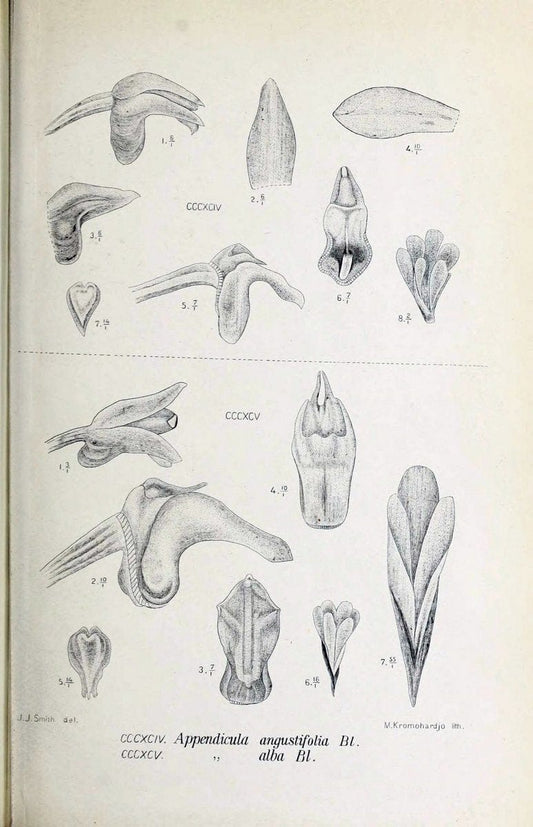 Die orchideen von Java /.Leiden :E. J. Brill,1905-1914.  | Indonesia Java Orchids | Vintage Print Reproduction 472189