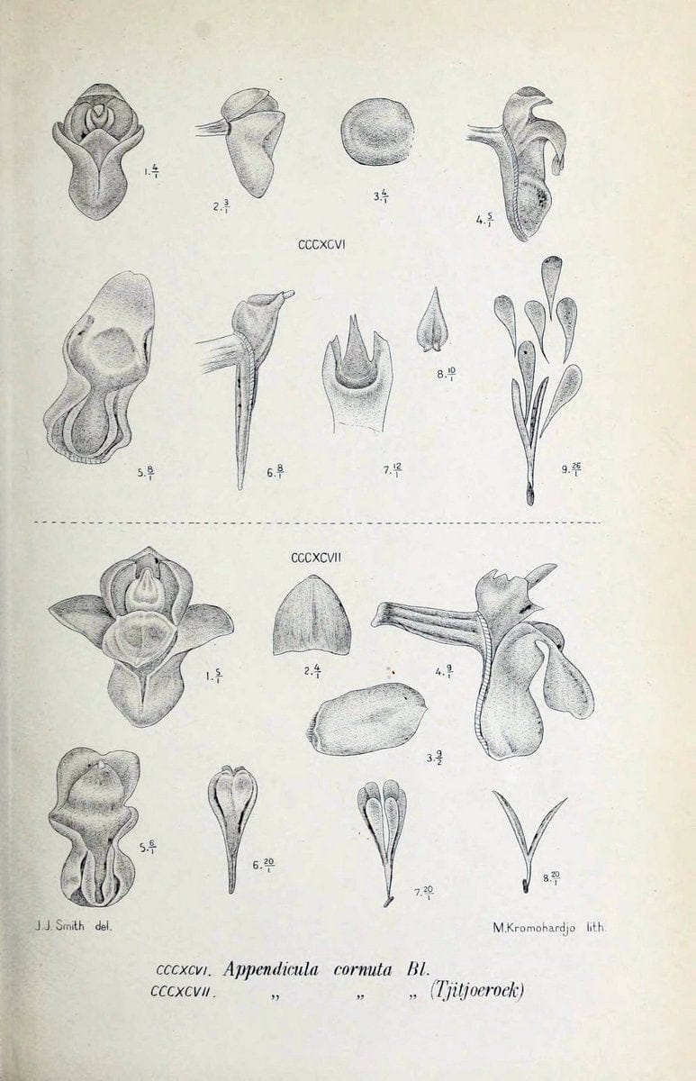Die orchideen von Java /.Leiden :E. J. Brill,1905-1914.  | Indonesia Java Orchids | Vintage Print Reproduction 472190