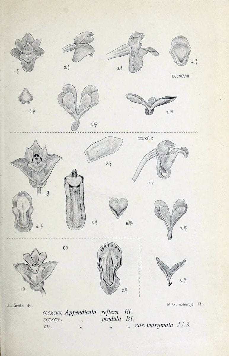 Die orchideen von Java /.Leiden :E. J. Brill,1905-1914.  | Indonesia Java Orchids | Vintage Print Reproduction 472191