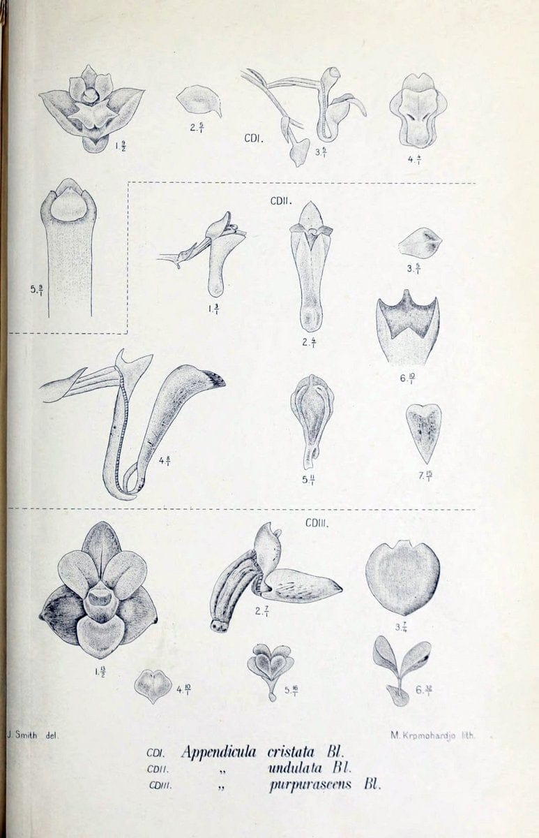 Die orchideen von Java /.Leiden :E. J. Brill,1905-1914.  | Indonesia Java Orchids | Vintage Print Reproduction 472192