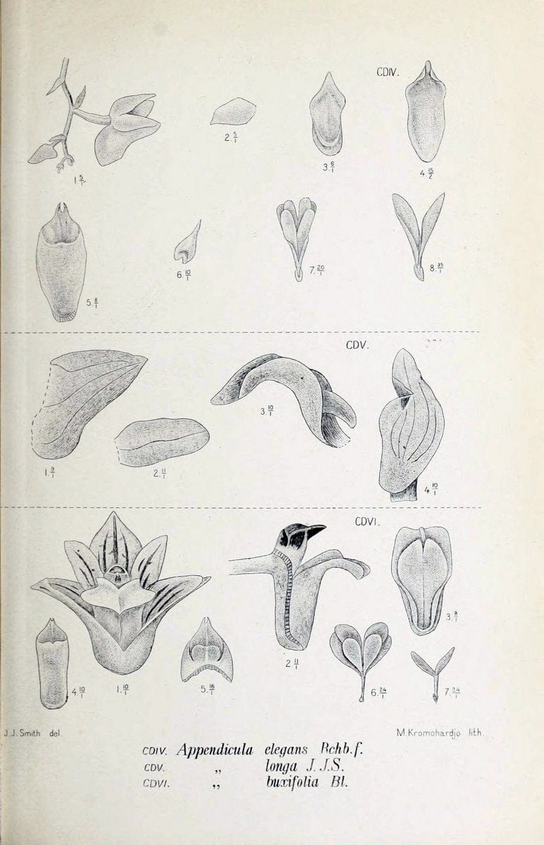 Die orchideen von Java /.Leiden :E. J. Brill,1905-1914.  | Indonesia Java Orchids | Vintage Print Reproduction 472193