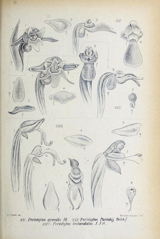 Die orchideen von Java /.Leiden :E. J. Brill,1905-1914.  | Indonesia Java Orchids | Vintage Print Reproduction 472194