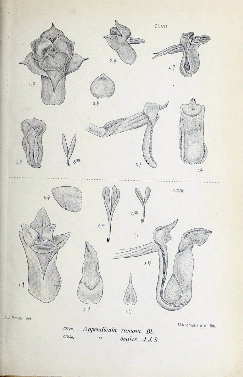 Die orchideen von Java /.Leiden :E. J. Brill,1905-1914.  | Indonesia Java Orchids | Vintage Print Reproduction 472195