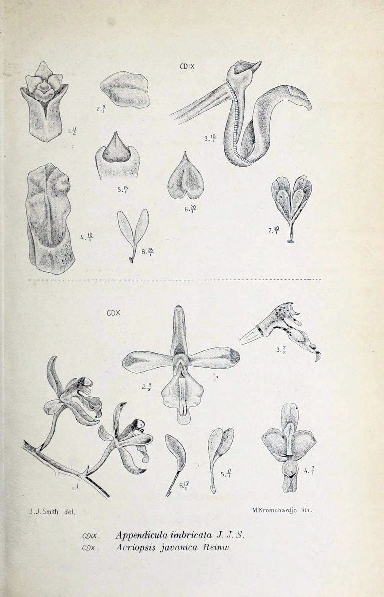 Die orchideen von Java /.Leiden :E. J. Brill,1905-1914.  | Indonesia Java Orchids | Vintage Print Reproduction 472196