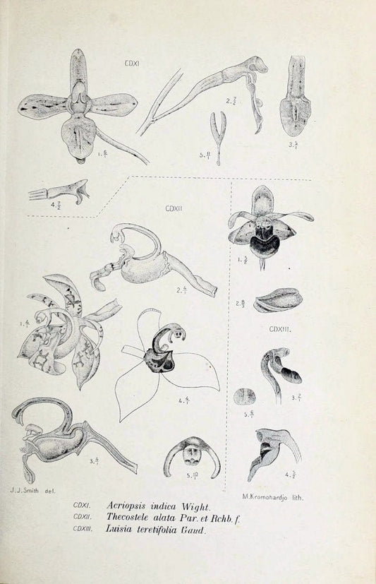 Die orchideen von Java /.Leiden :E. J. Brill,1905-1914.  | Indonesia Java Orchids | Vintage Print Reproduction 472197