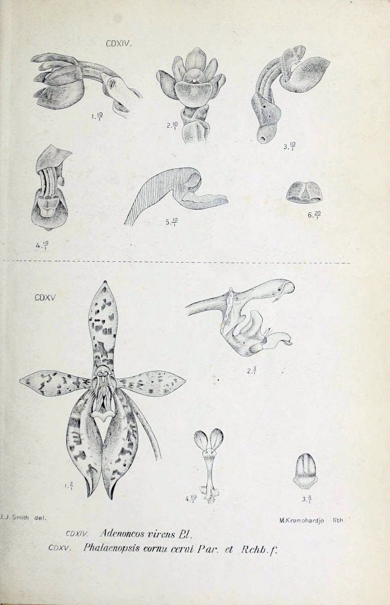 Die orchideen von Java /.Leiden :E. J. Brill,1905-1914.  | Indonesia Java Orchids | Vintage Print Reproduction 472198