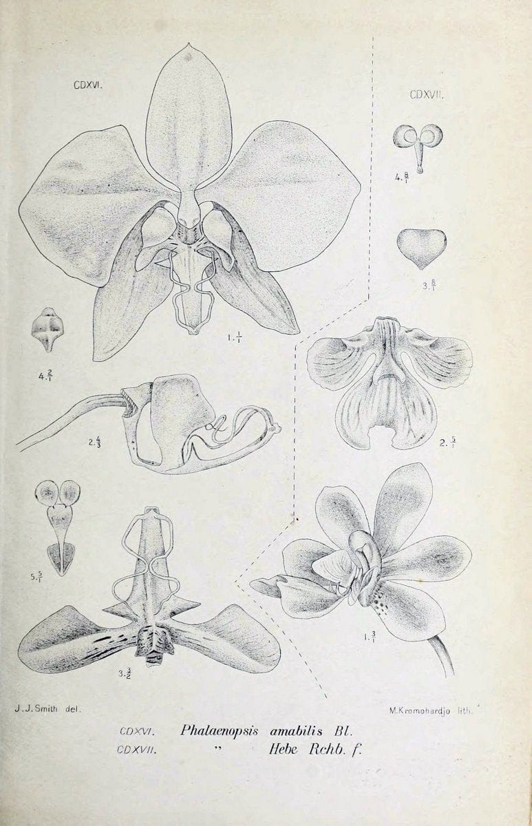 Die orchideen von Java /.Leiden :E. J. Brill,1905-1914.  | Indonesia Java Orchids | Vintage Print Reproduction 472199