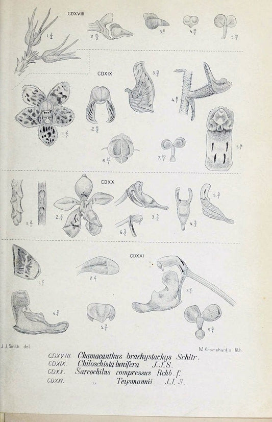 Die orchideen von Java /.Leiden :E. J. Brill,1905-1914.  | Indonesia Java Orchids | Vintage Print Reproduction 472200