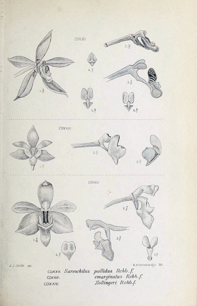Die orchideen von Java /.Leiden :E. J. Brill,1905-1914.  | Indonesia Java Orchids | Vintage Print Reproduction 472201
