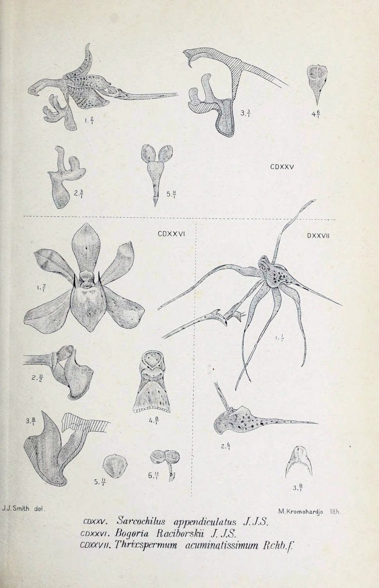 Die orchideen von Java /.Leiden :E. J. Brill,1905-1914.  | Indonesia Java Orchids | Vintage Print Reproduction 472202