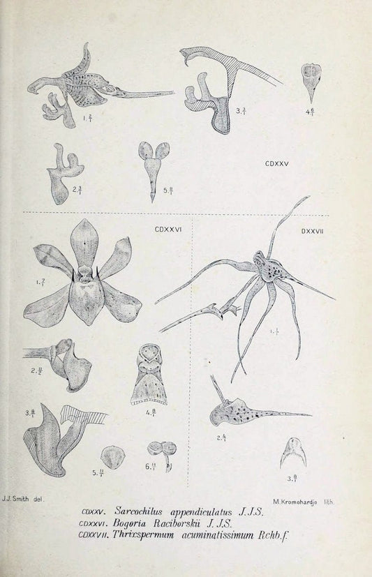 Die orchideen von Java /.Leiden :E. J. Brill,1905-1914.  | Indonesia Java Orchids | Vintage Print Reproduction 472202